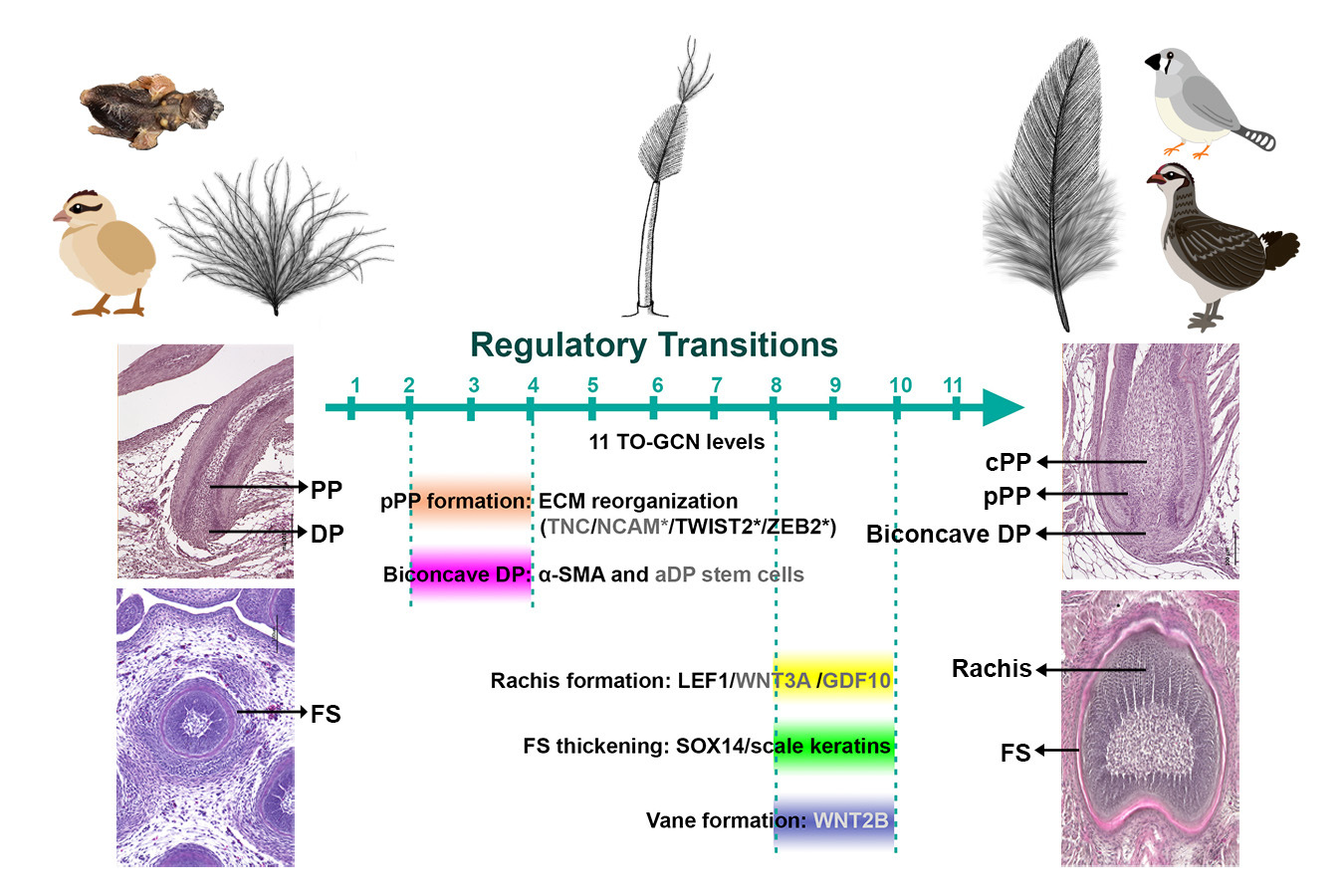 Regulatory switches for the downy-juvenile feather transition in birds